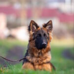 Christopher-male-German-shepherd-puppy-for-sale-1 (3)