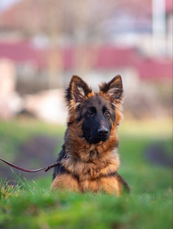 Christopher German Shepherd Christopher German Shepherd
