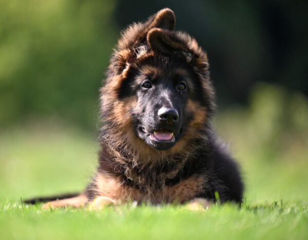 Christopher German Shepherd