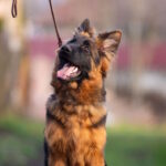 Christopher-male-German-shepherd-puppy-for-sale-1 (4)