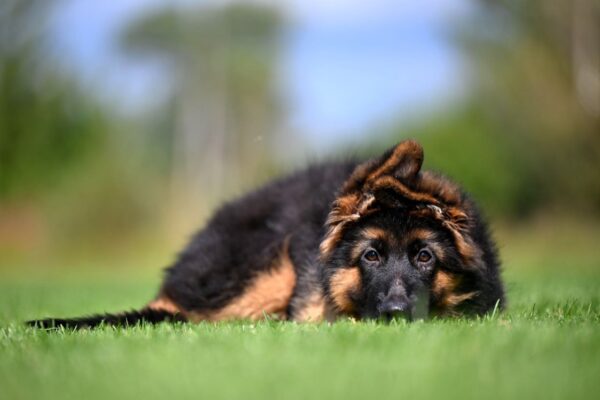 Christopher German Shepherd