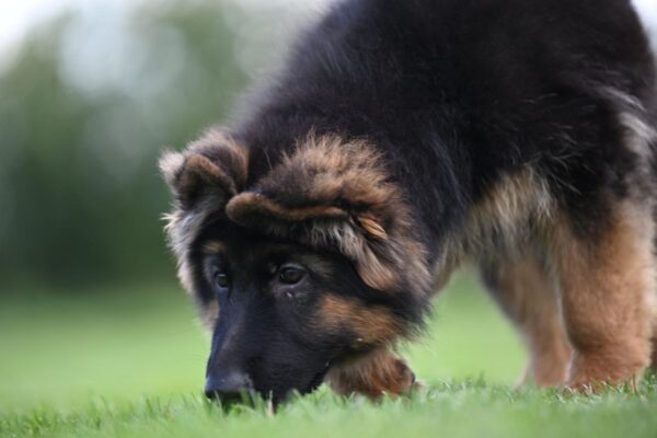 Christopher German Shepherd