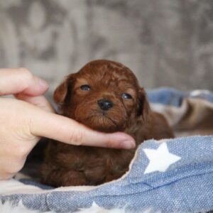 Chuck Miniature Poodle