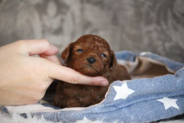Chuck Miniature Poodle