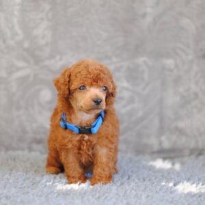 Chuck Miniature Poodle