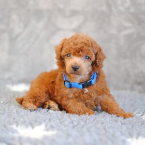 Chuck Miniature Poodle