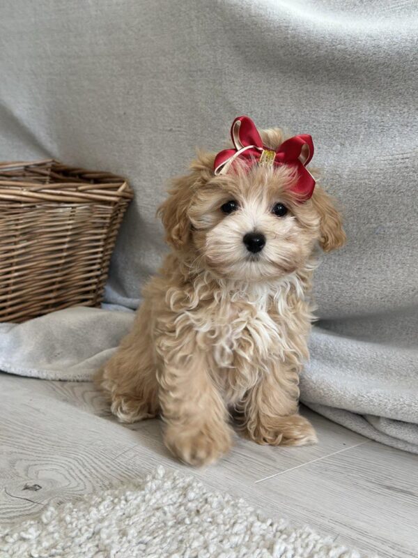 Cindy Maltipoo
