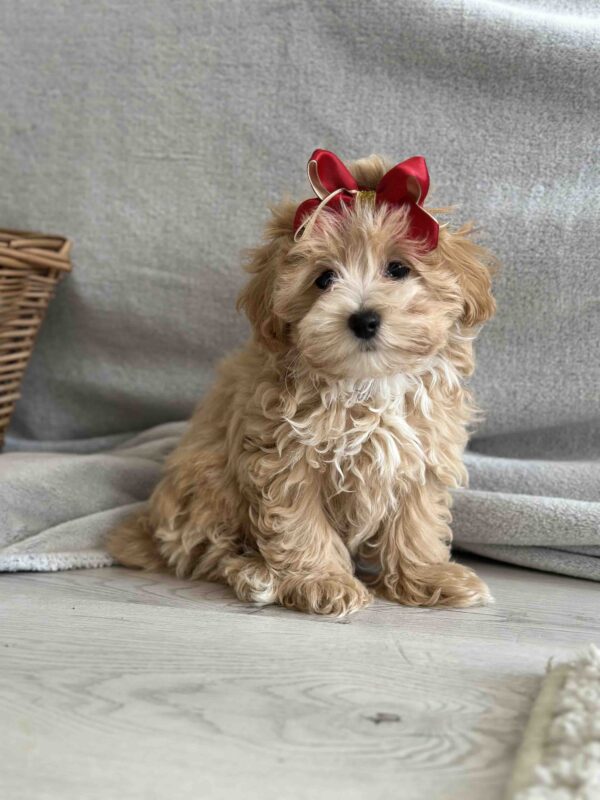 Cindy Maltipoo