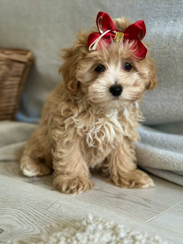 Cindy Maltipoo
