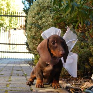 Cora Miniature Dachshund