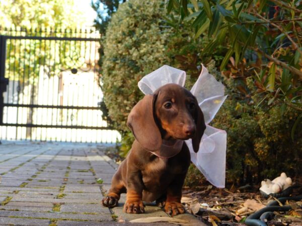 Cora Miniature Dachshund Cora Miniature Dachshund