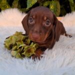 Cora-female-miniature-dachshund-puppy-for-sale- (1)