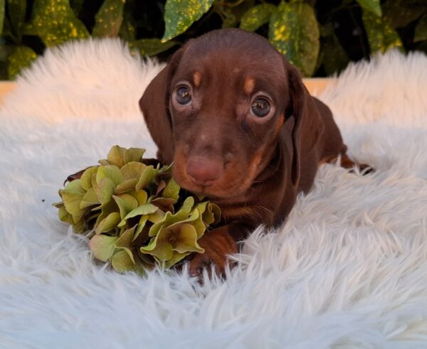 Cora Miniature Dachshund