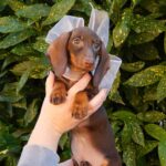 Cora-female-miniature-dachshund-puppy-for-sale- (2)