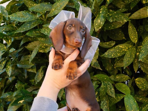 Cora Miniature Dachshund Cora Miniature Dachshund