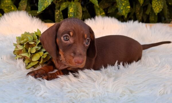 Cora Miniature Dachshund