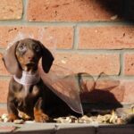 Darius Miniature Dachshund