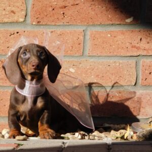 Cora Miniature Dachshund