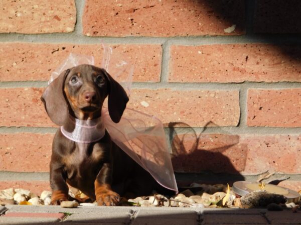 Cora Miniature Dachshund Cora Miniature Dachshund