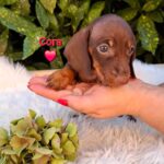 Cora-female-miniature-dachshund-puppy-for-sale- (3)