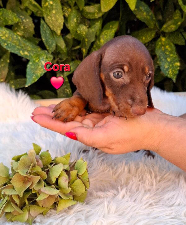 Cora Miniature Dachshund