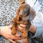 Cora-female-miniature-dachshund-puppy-for-sale- (4)