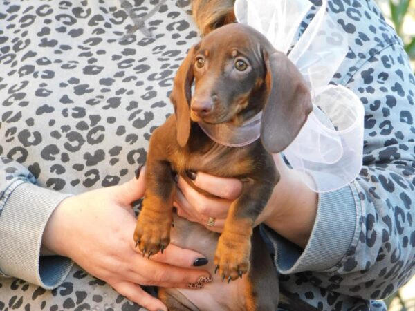 Cora Miniature Dachshund Cora Miniature Dachshund