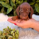 Cora-female-miniature-dachshund-puppy-for-sale- (4)