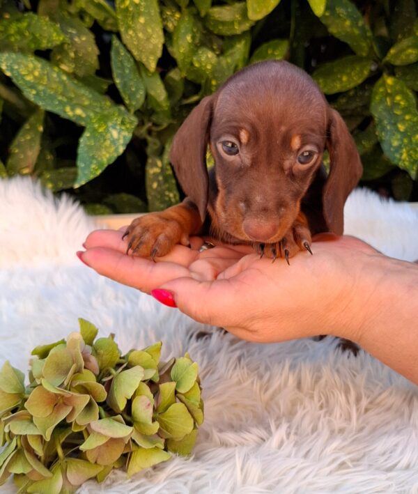 Cora Miniature Dachshund