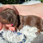 Cora-female-miniature-dachsund-puppy-for-sale-1 (1)