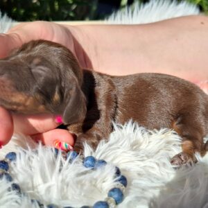 Cora Miniature Dachshund