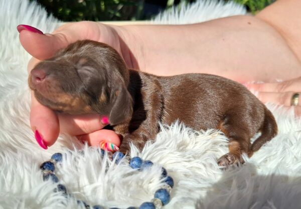 Cora Miniature Dachshund