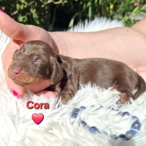 Cora Miniature Dachshund