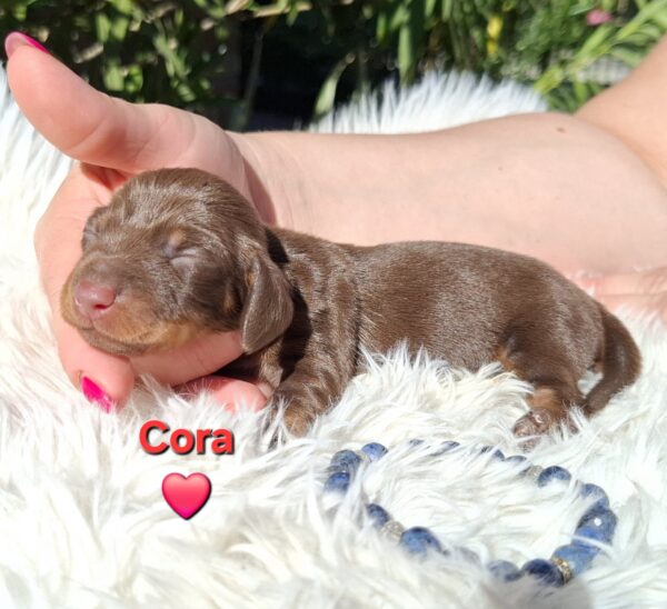 Cora Miniature Dachshund