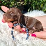 Cora-female-miniature-dachsund-puppy-for-sale-1 (3)