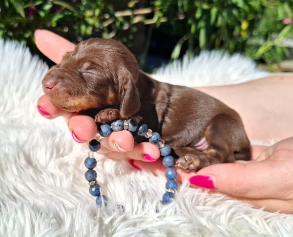 Cora Miniature Dachshund