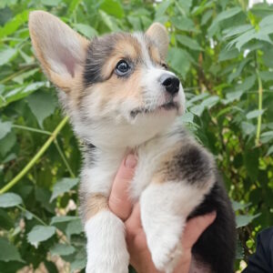 Cracker Welsh Corgi