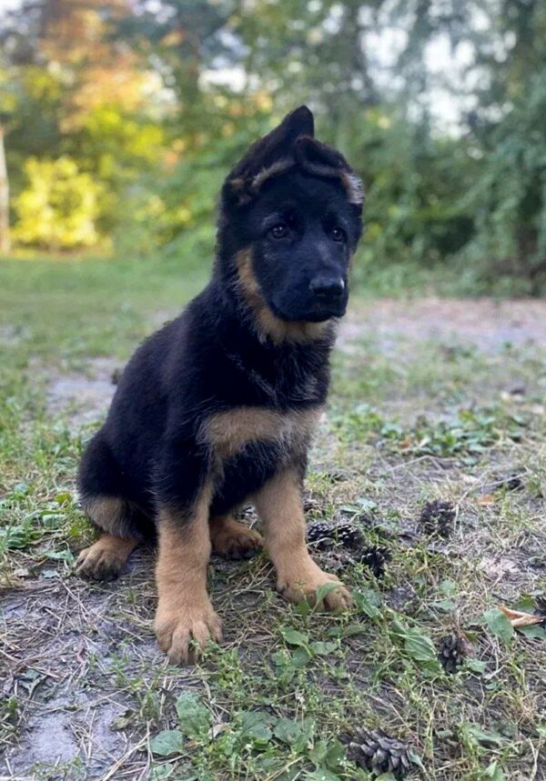 Cresta German Shepherd