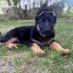 Liasa German Shepherd