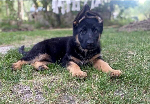 Cresta German Shepherd