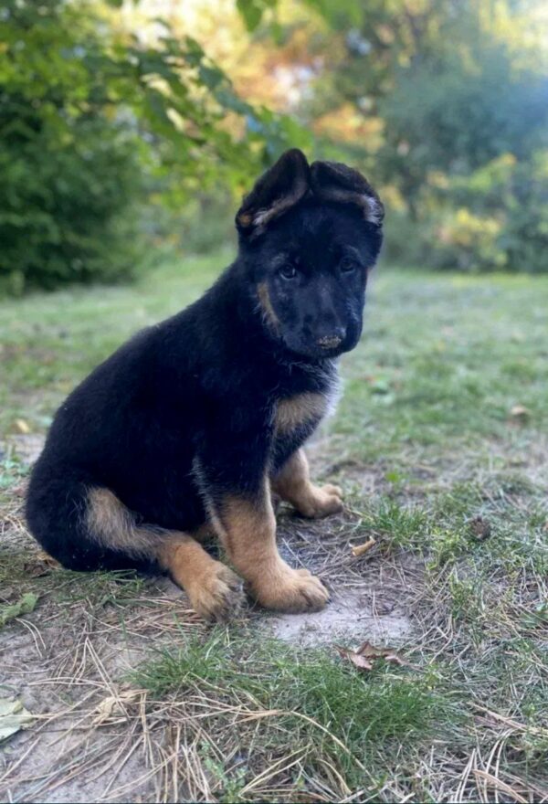 Cresta German Shepherd
