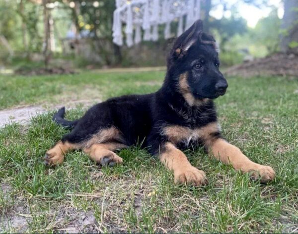 Cresta German Shepherd