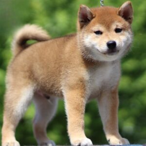 DaVinci Shiba Inu