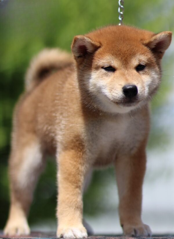 DaVinci Shiba Inu
