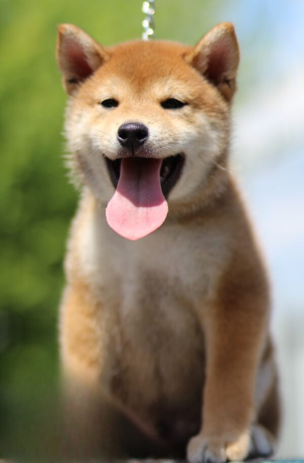 DaVinci Shiba Inu