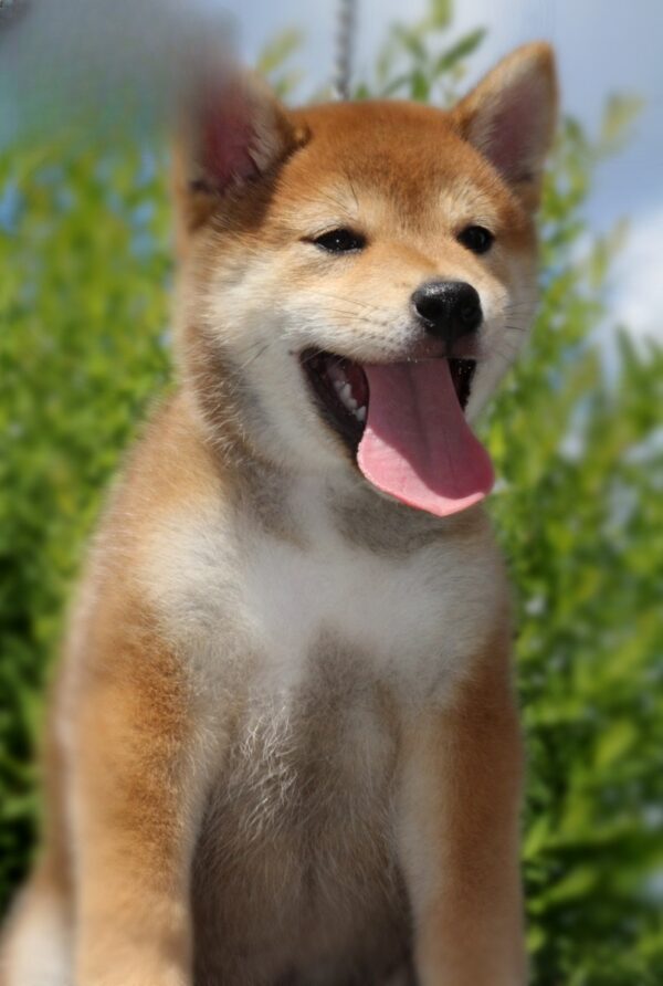 DaVinci Shiba Inu