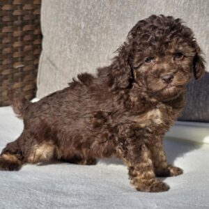 Daisy Cavapoo