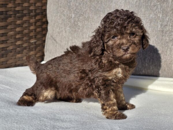 Daisy Cavapoo