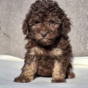Daisy Cavapoo
