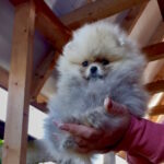 Dakota-female-pomeranian-puppy-for-sale-1 (1)